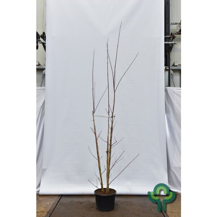 Meerstammige Esdoorn - Acer cappadocicum 'Rubrum' meerstammig