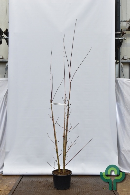 Meerstammige Esdoorn - Acer cappadocicum 'Rubrum' meerstammig