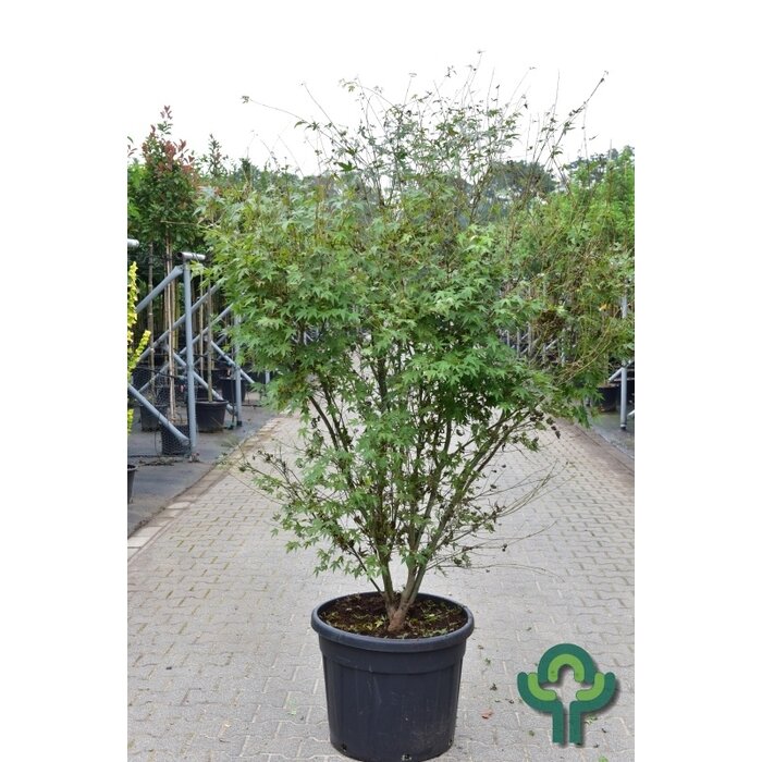 Meerstammige Japanse esdoorn - Acer palmatum meerstammig