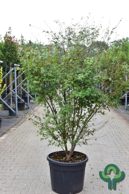 Meerstammige Japanse esdoorn - Acer palmatum meerstammig