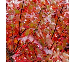 Rode esdoorn meerstammig - Acer rubrum 'Brandywine'