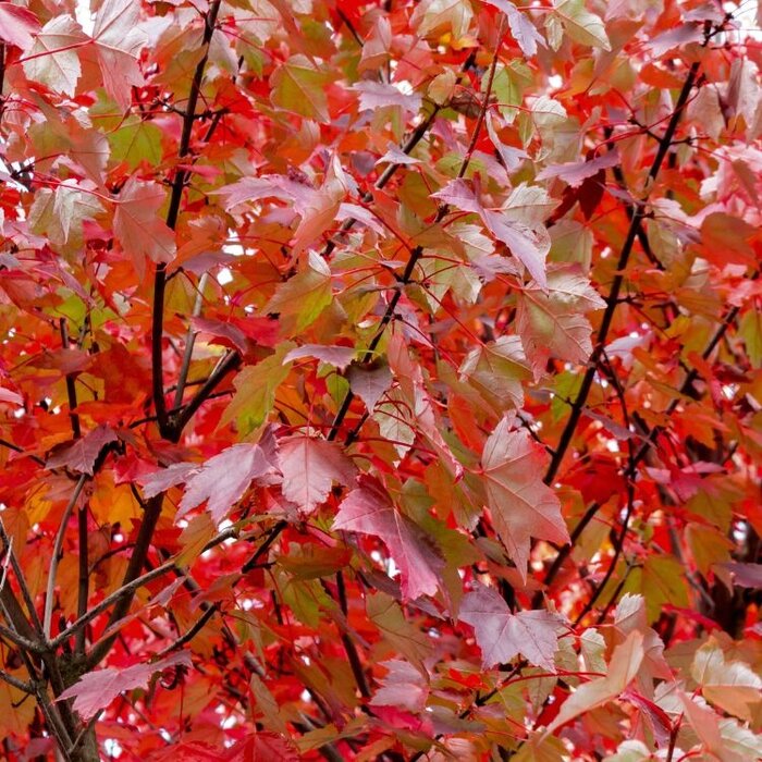 Rode esdoorn meerstammig - Acer rubrum 'Brandywine'