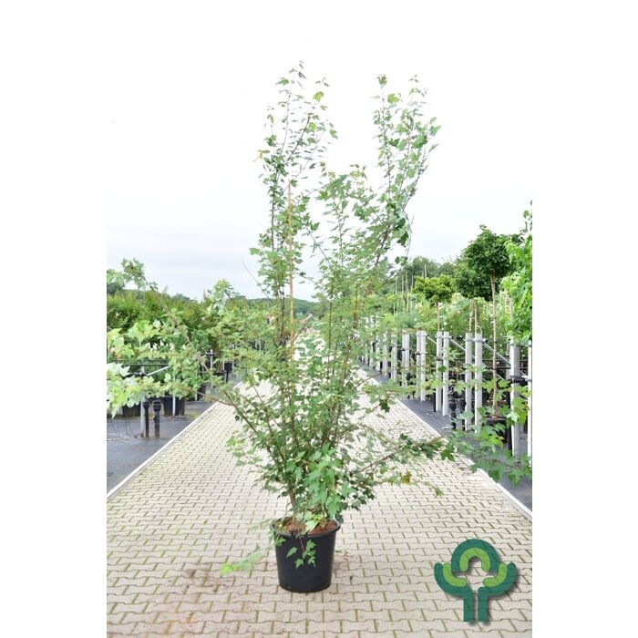 Rode esdoorn meerstammig - Acer rubrum 'Brandywine'