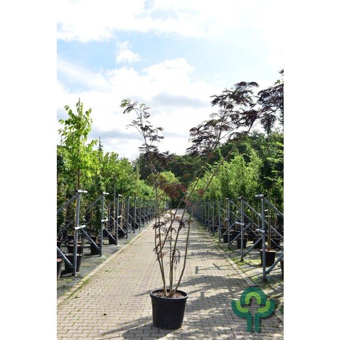 Meerstammige Perzische Slaapboom - Albizia julibrissin 'Summer Chocolate' meerstammig