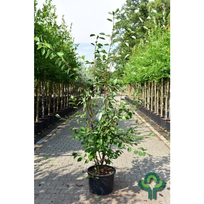 Meerstammige Krentenboom - Amelanchier lamarckii meerstammig