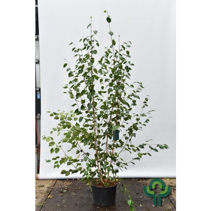Meerstammige witte Berk - Betula utilis 'Doorenbos' meerstammig
