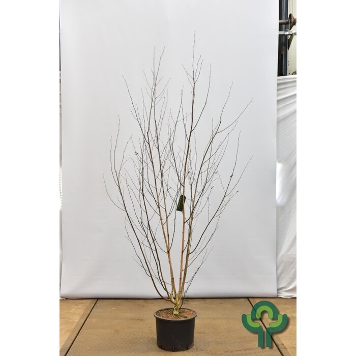 Meerstammige witte Berk - Betula utilis 'Doorenbos' meerstammig