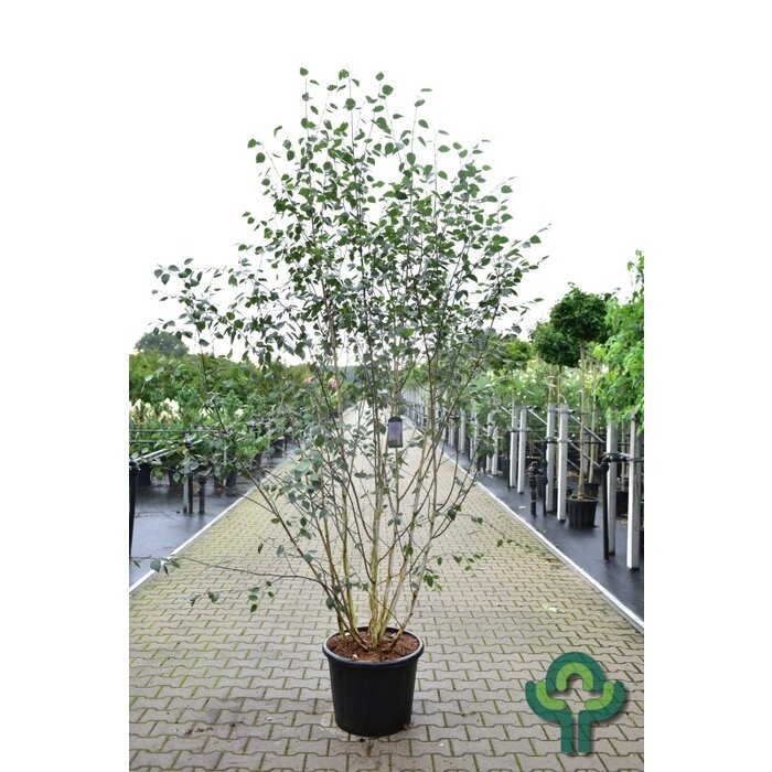 Meerstammige witte Berk - Betula utilis 'Doorenbos' meerstammig