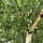 Witte Himalayaberk meerstammig- Betula utilis jacquemontii
