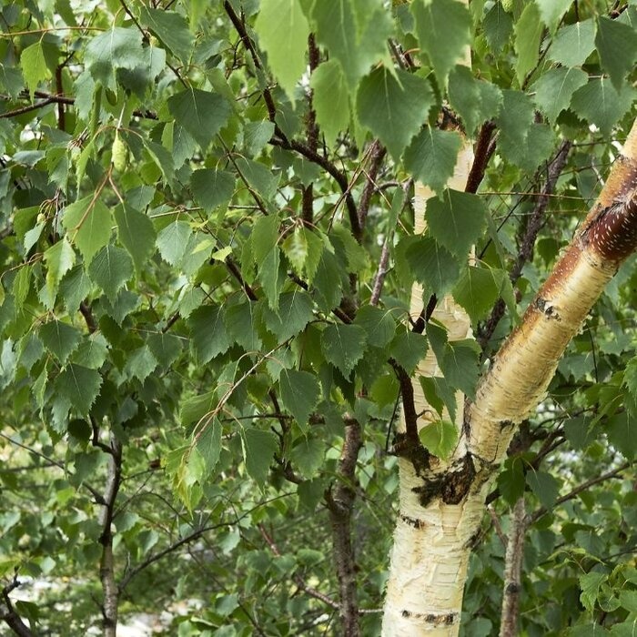 Witte Himalayaberk meerstammig- Betula utilis jacquemontii