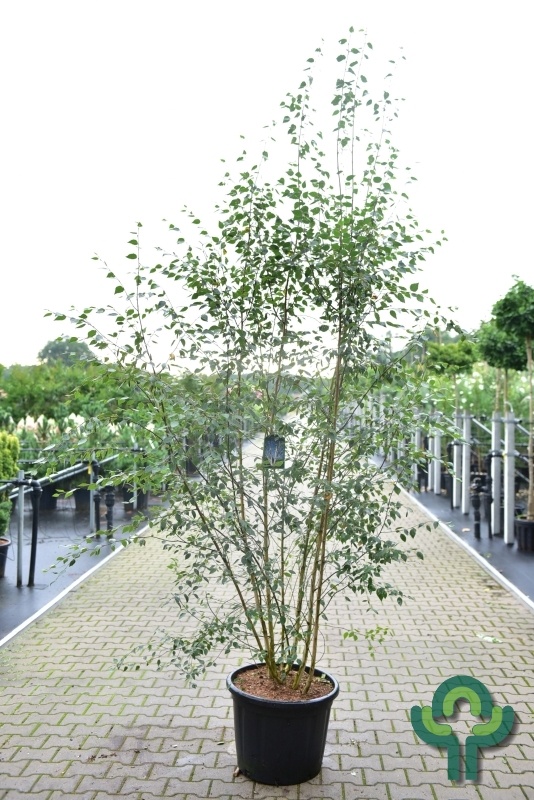 Witte Himalayaberk meerstammig- Betula utilis jacquemontii
