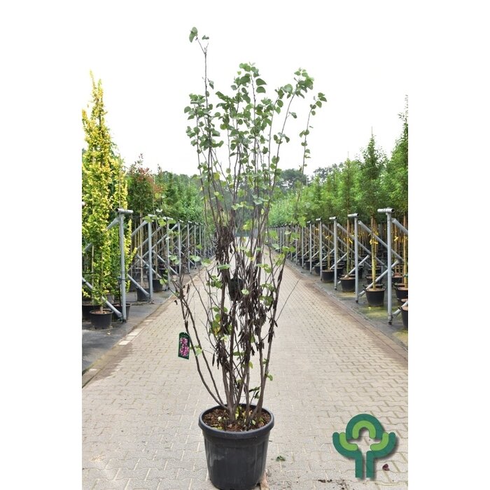 Meerstammige Judasboom - Cercis siliquastrum meerstammig