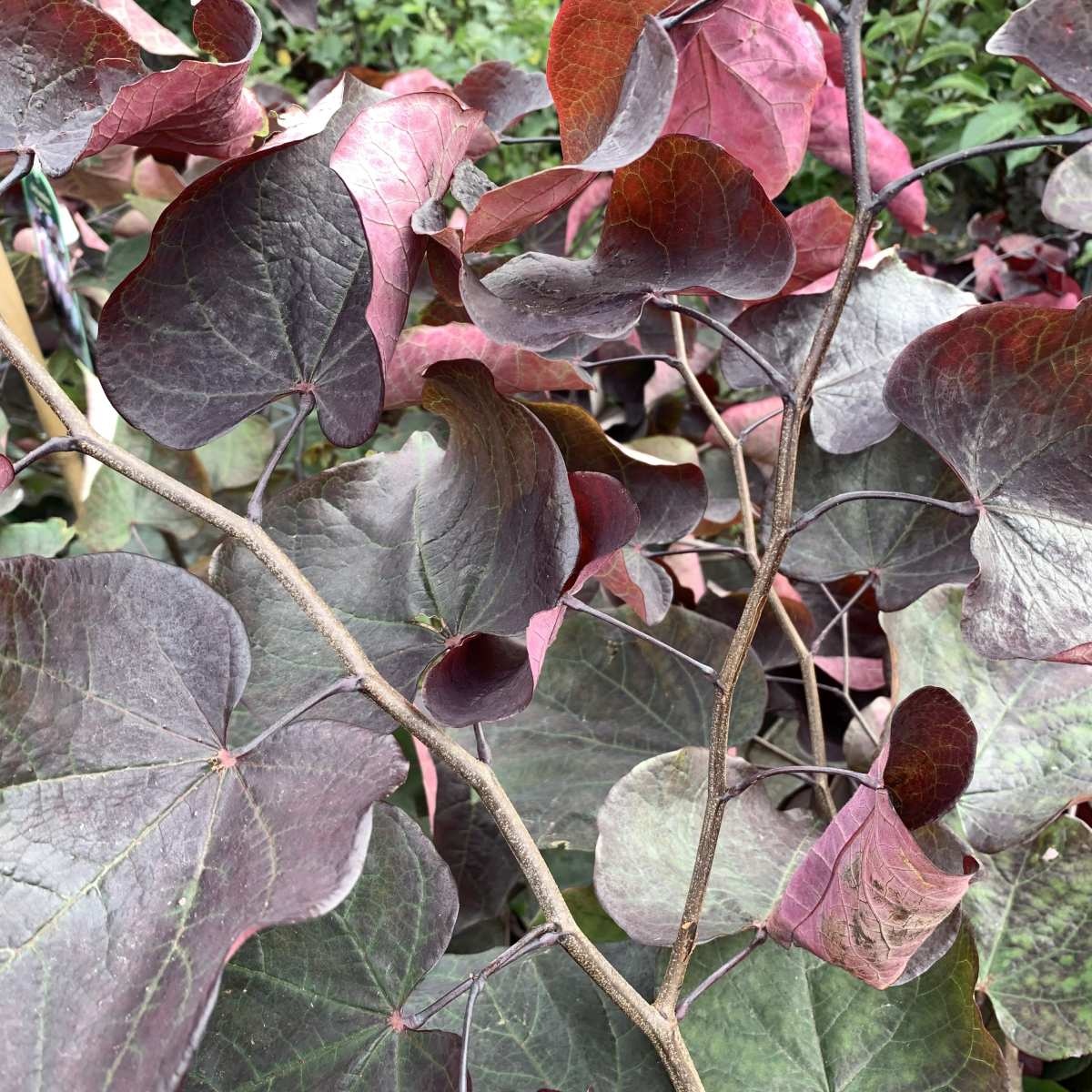 Amerikaanse Judasboom meerstammig - Cercis canadensis 'Forest Pansy'