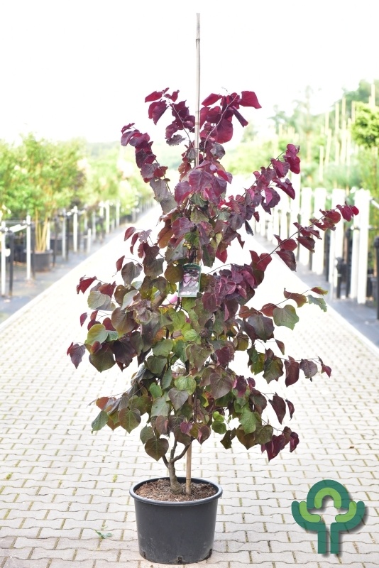 Amerikaanse Judasboom meerstammig - Cercis canadensis 'Forest Pansy'