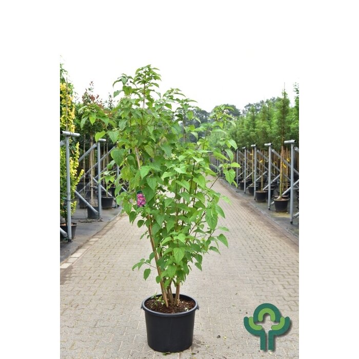 Meerstammige Kansenboom - Clerodendrum trichotomum 'Purple Blaze' meerstammig