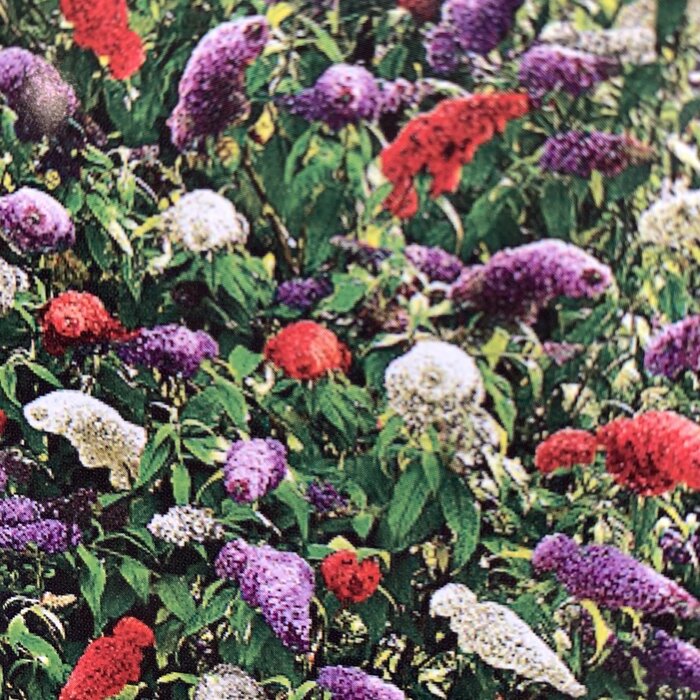 3 kleurige Vlinderstruik (Buddleja davidii ‘Tricolor’)