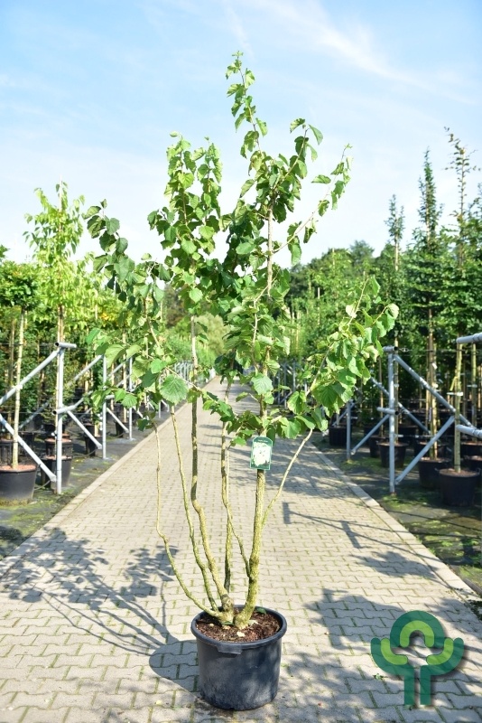 Hazelaar meerstammig - Corylus colurna