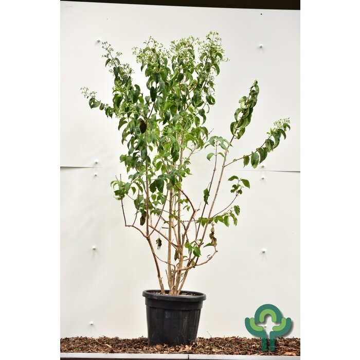 Meerstammige Zevenzonenboom - Heptacodium miconioides meerstammig