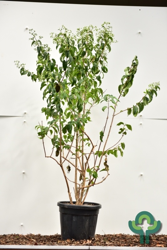 Meerstammige Zevenzonenboom - Heptacodium miconioides meerstammig