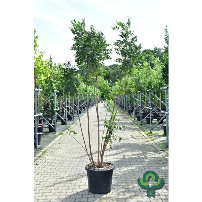 Meerstammige Chinese Vernisboom - Koelreuteria paniculata meerstammig