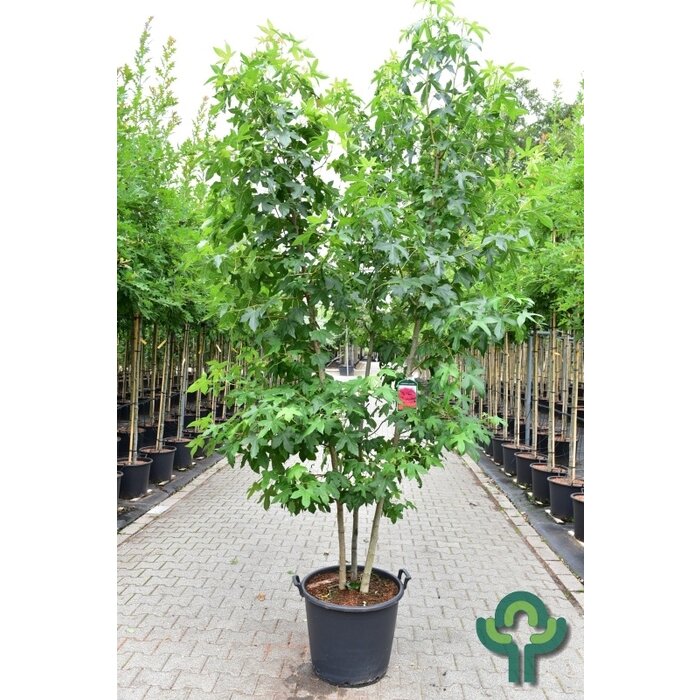 Meerstammige Amberboom - Liquidambar styraciflua meerstammig