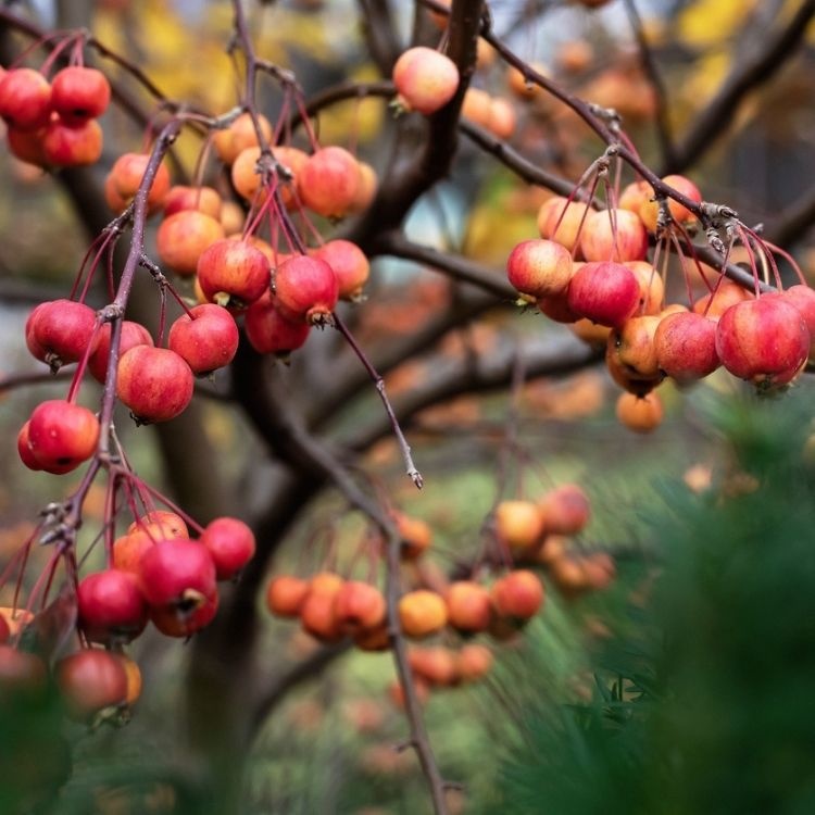 Sierappel meerstammig - Malus 'Evereste'
