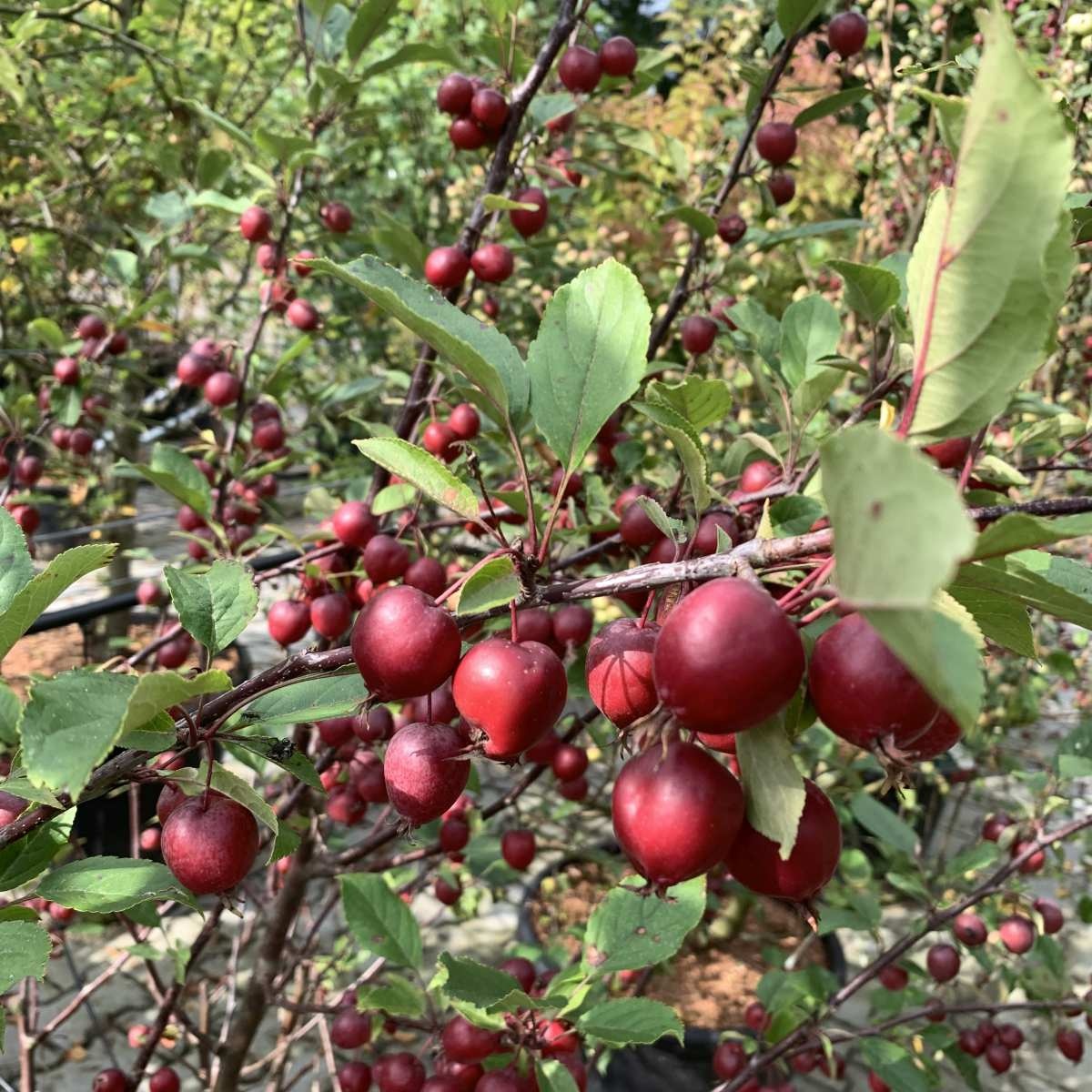 Sierappel meerstammig - Malus 'Evereste'