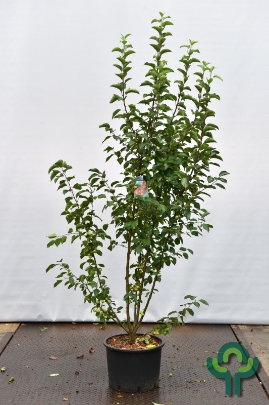 Sierappel meerstammig - Malus 'Evereste'