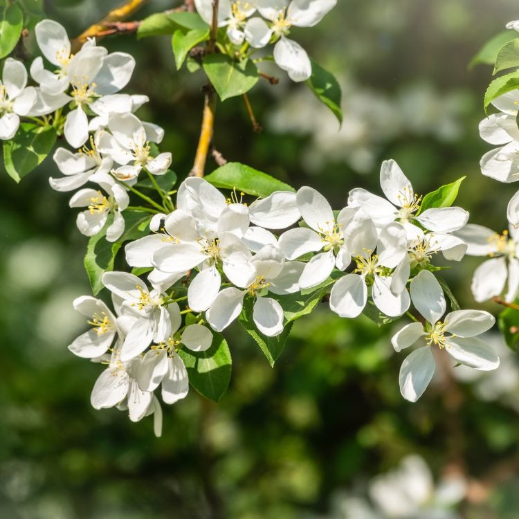 Sierappel meerstammig - Malus toringo 'Brouwers'
