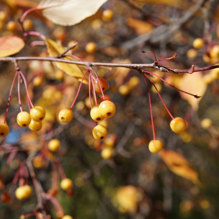 Sierappel meerstammig - Malus toringo 'Brouwers'