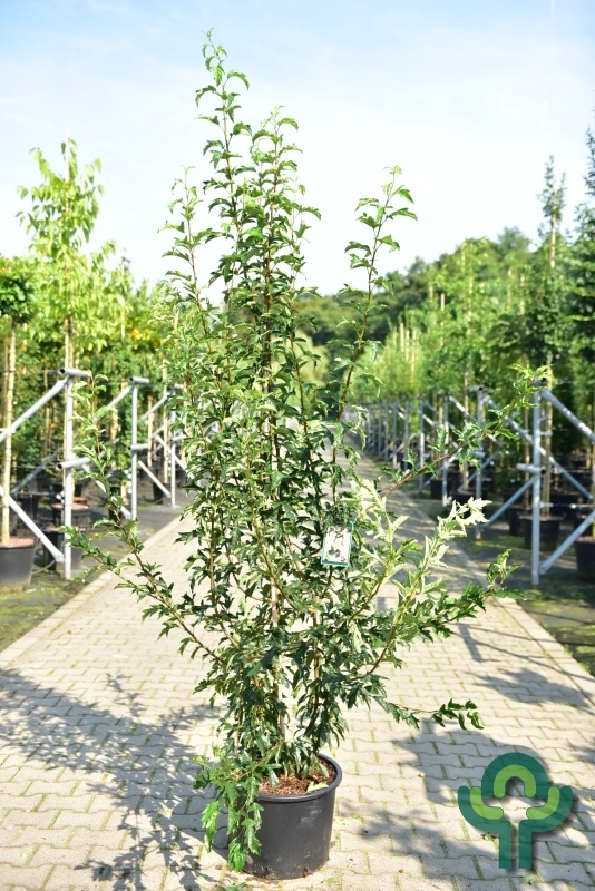Sierappel meerstammig - Malus toringo 'Brouwers'