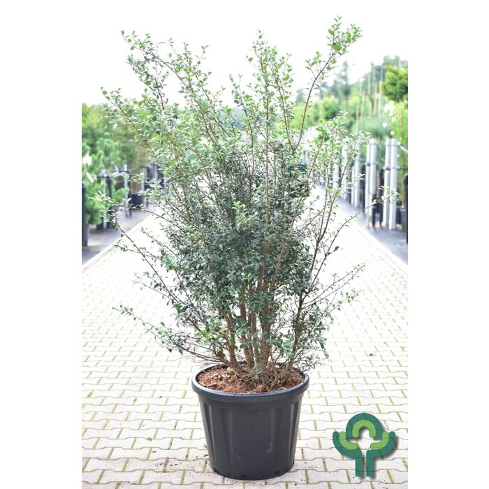 Schijnhulst - Osmanthus burkwoodii (meerstammig)