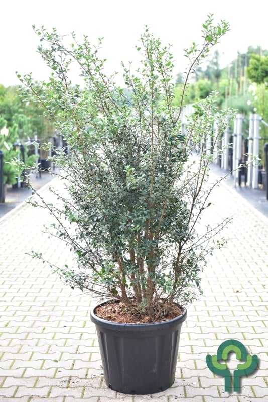 Schijnhulst - Osmanthus burkwoodii (meerstammig)