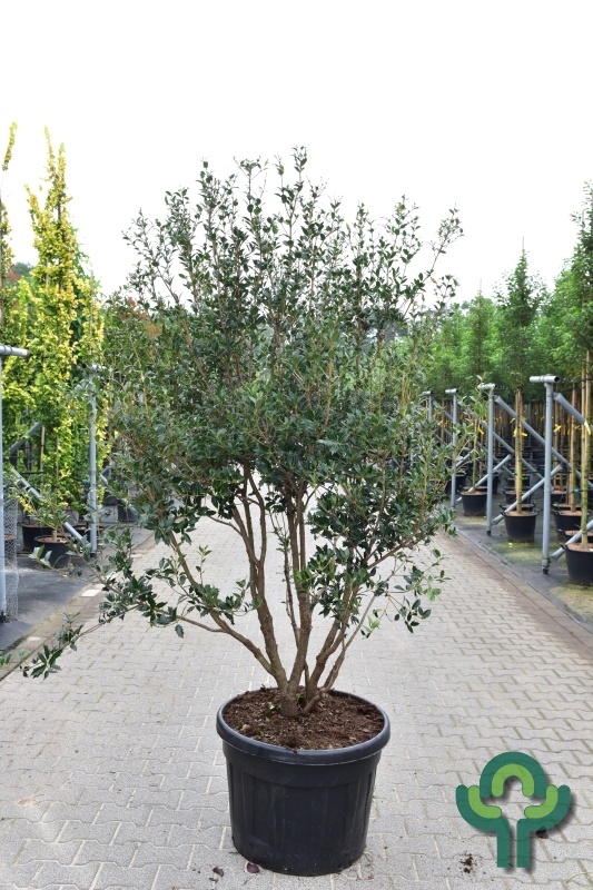 Osmanthus heterophyllus - Schijnhulst meerstammig