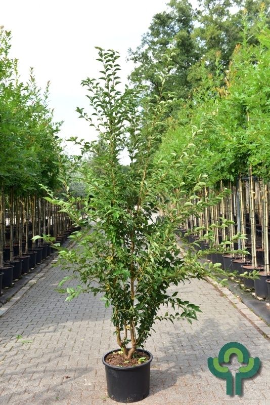 Sierkers - Prunus 'Pandora' meerstammig