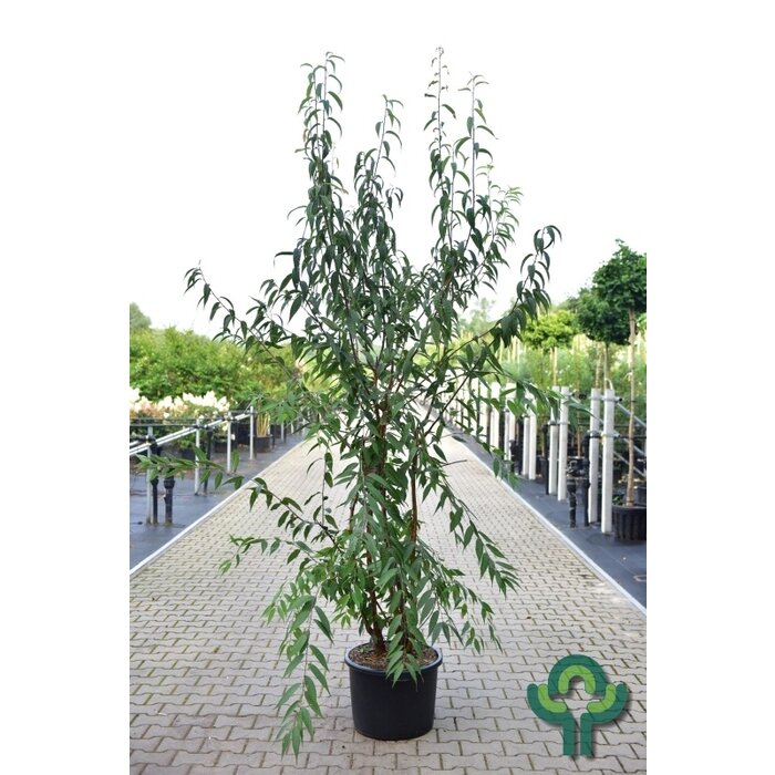 Sierkers - Prunus serrula meerstammig