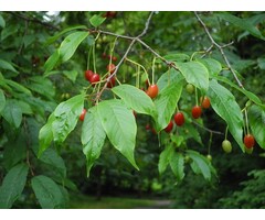 Meerstammige Sierkers - Prunus serrula meerstammig