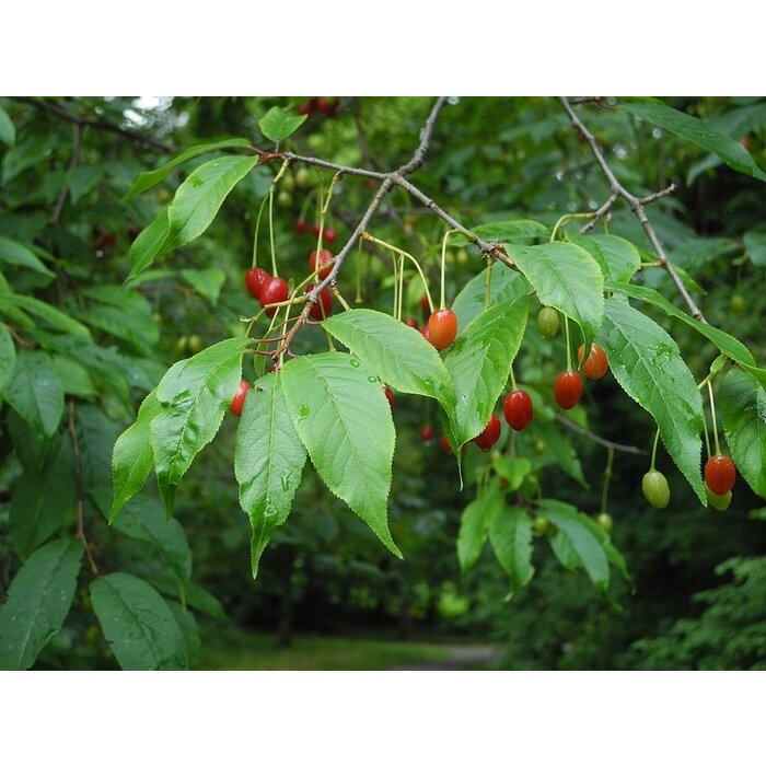 Sierkers - Prunus serrula meerstammig