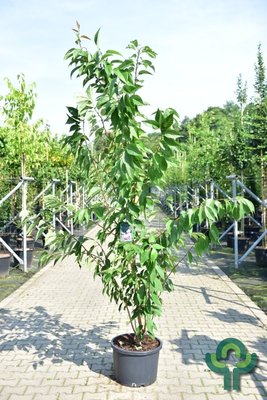 Japanse Sierkers - Prunus serrulata 'Kanzan' meerstammig