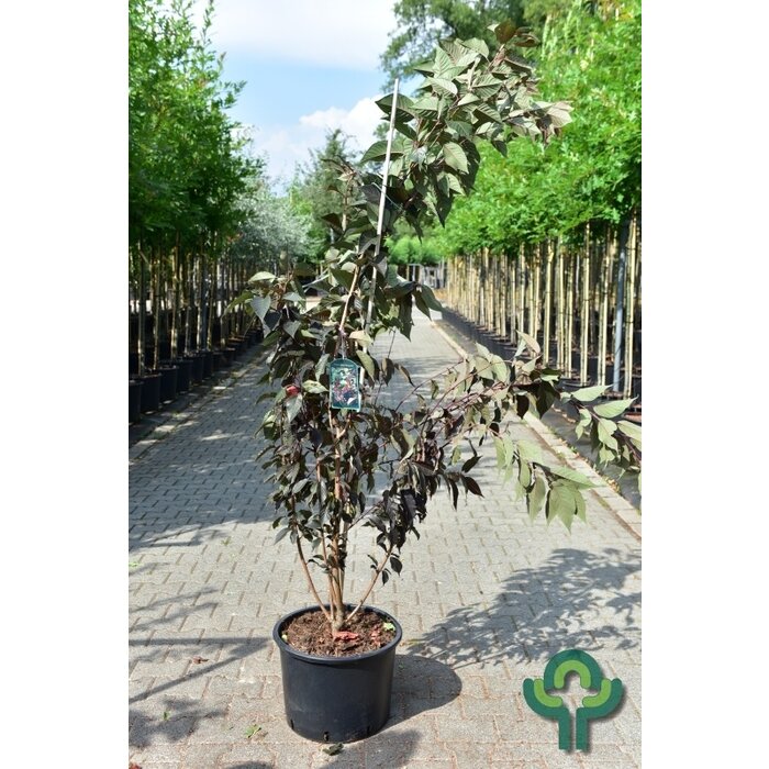 Japanse Sierkers - Prunus serrulata 'Royal Burgundy' meerstammig