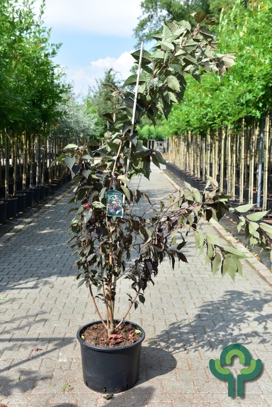 Japanse Sierkers - Prunus serrulata 'Royal Burgundy' meerstammig