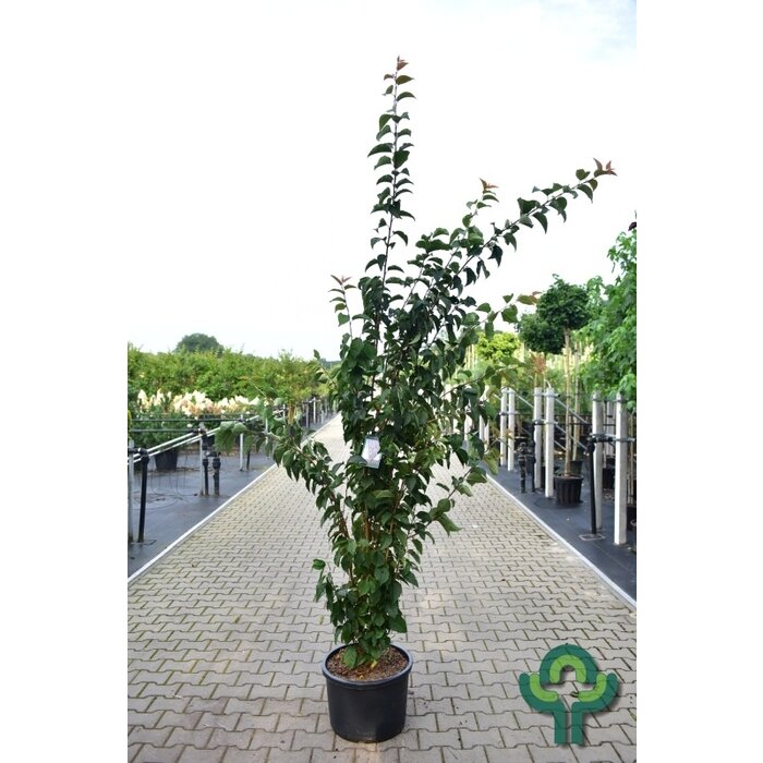 Japanse Sierkers - Prunus 'Spire' meerstammig