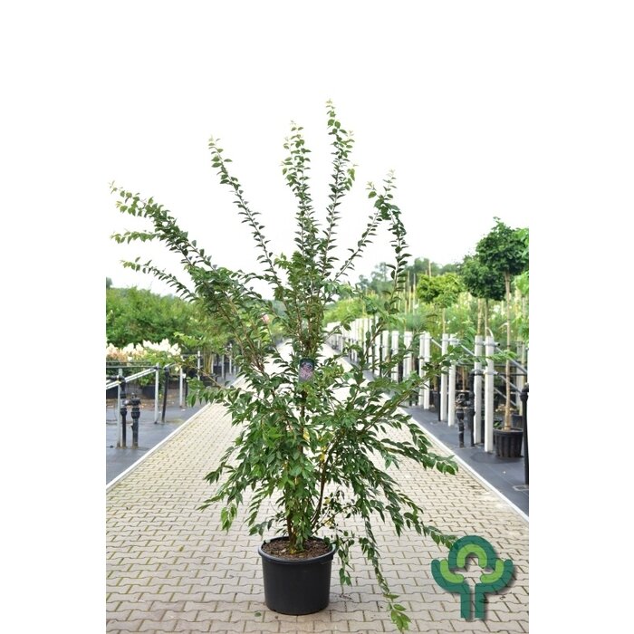 Japanse Sierkers - Prunus subhirtella 'Autumnalis Rosea' meerstammig