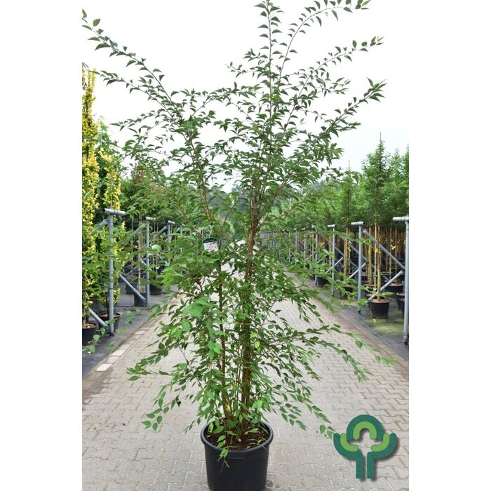Sierkers - Prunus 'The Bride' meerstammig