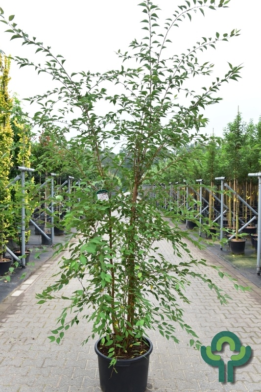 Sierkers - Prunus 'The Bride' meerstammig
