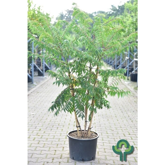 Fluweelboom - Rhus glabra 'Laciniata' meerstammig