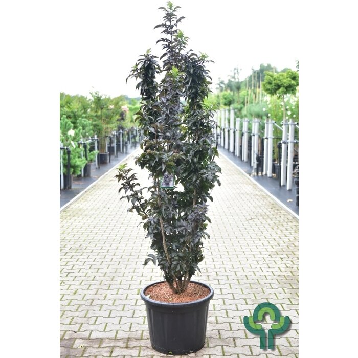 Zwarte Vlier - Sambucus nigra Black Tower meerstammig