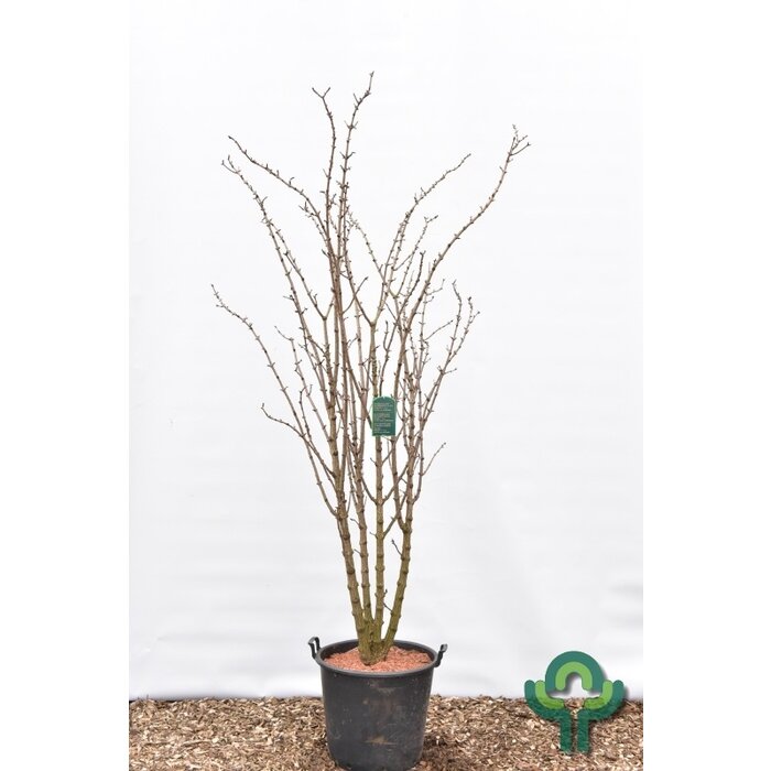 Zwarte Vlier - Sambucus nigra Black Tower meerstammig