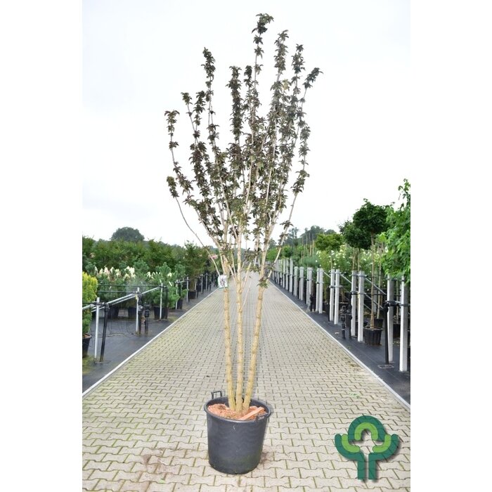 Zwarte Vlier - Sambucus nigra Black Tower meerstammig