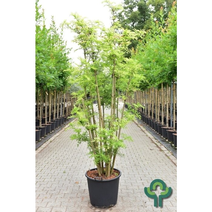 Gele Vlier - Sambucus nigra Golden Tower meerstammig